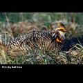 Prairiechick